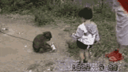 Watch out for monkeys in Chiang Mai